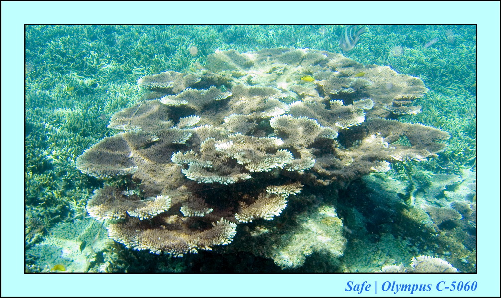 2008 - 07 - Redang - 054